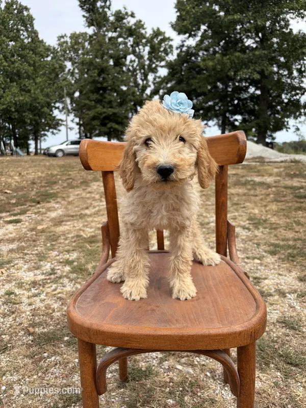 Luna 0779 – Goldendoodle puppy for sale in Cabool, MO