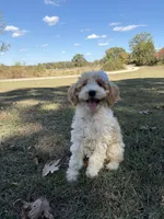 Daisy 1084, a female Miniature Goldendoodle for sale in Cabool, MO – 1 of 2
