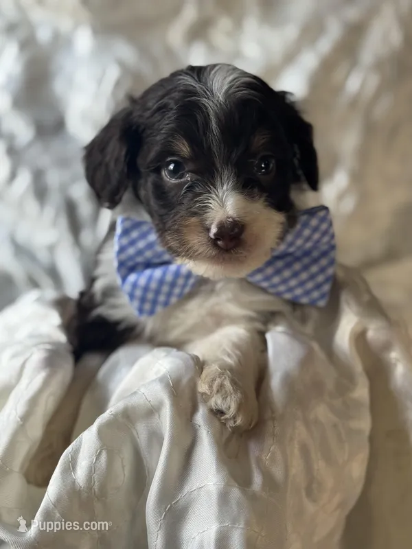 Waylon 0155 – Miniature Aussiedoodle puppy for sale in Cabool, MO