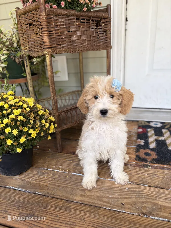 Daisy 1084 – Miniature Goldendoodle puppy for sale in Cabool, MO