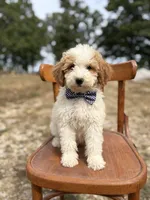 Duke 1574, a male Miniature Goldendoodle for sale in Cabool, MO – 1 of 1