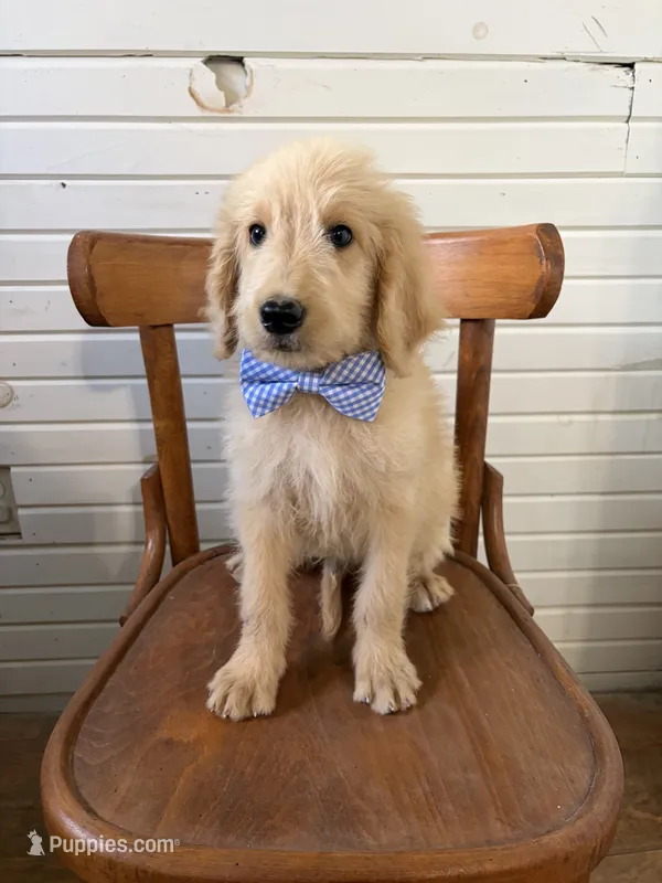 Abner 1584 – Goldendoodle puppy for sale in Cabool, MO