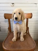 Abner 1584, a male Goldendoodle for sale in Cabool, MO – 3 of 6