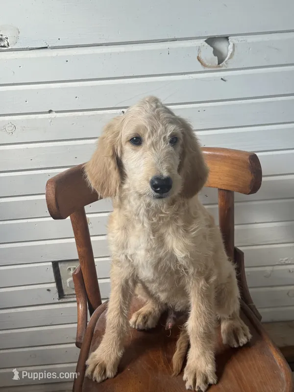 Abner 1584 – Goldendoodle puppy for sale in Cabool, MO