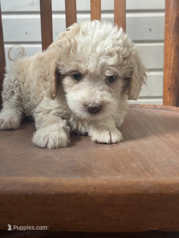 Hannah 6263 – Miniature Aussiedoodle puppy for sale in Cabool, MO