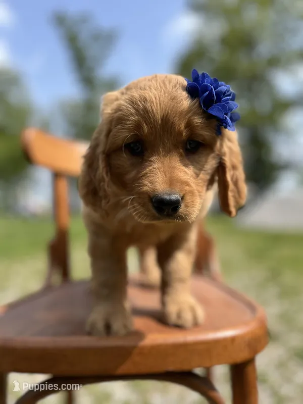 Dolly – Golden Retriever puppy for sale in Cabool, MO