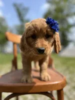 Dolly, a male Golden Retriever for sale in Cabool, MO – Photo 1 of 2
