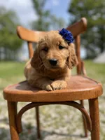 Dolly, a male Golden Retriever for sale in Cabool, MO – Photo 2 of 2