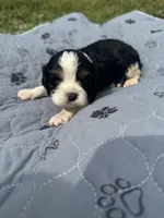 Ranger 5376, a male Cavalier King Charles Spaniel for sale in Cabool, MO – 1 of 1