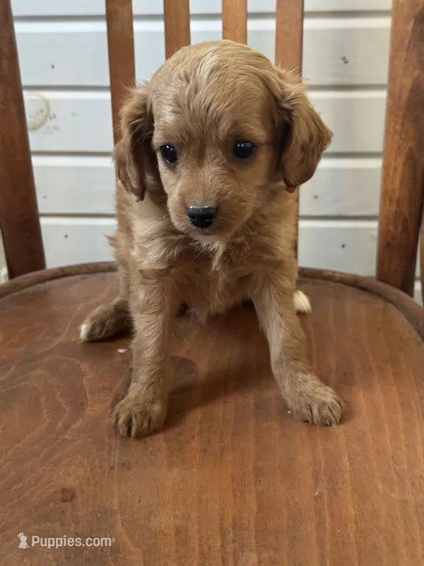 Tessa – Cavapoo puppy for sale in Cabool, MO