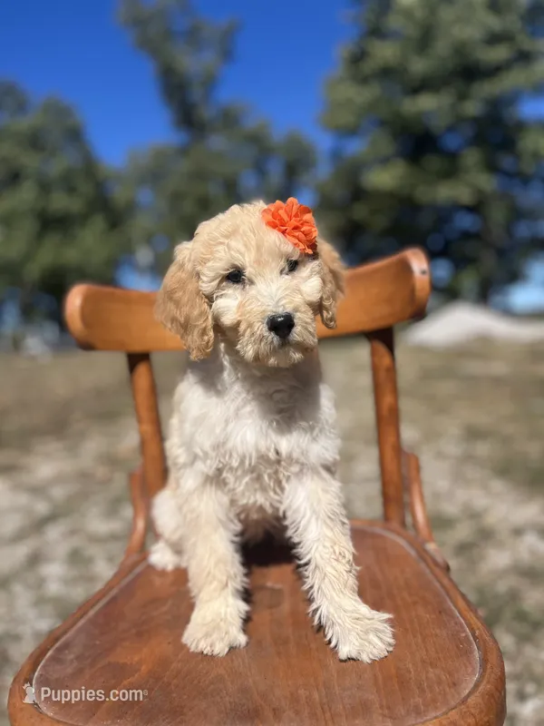 Leslie 0377 – Goldendoodle puppy for sale in Cabool, MO