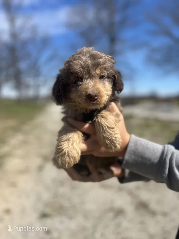 Winston 1311 – Miniature Aussiedoodle puppy on hold in Cabool, MO
