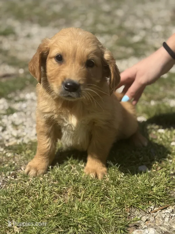Boyd – Golden Retriever puppy for sale in Cabool, MO