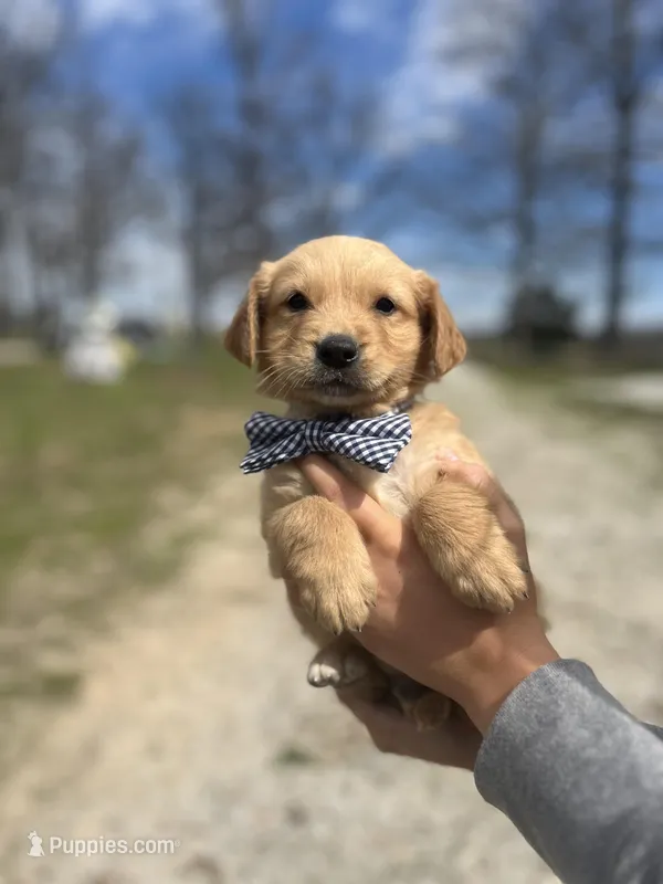 Boyd – Golden Retriever puppy for sale in Cabool, MO