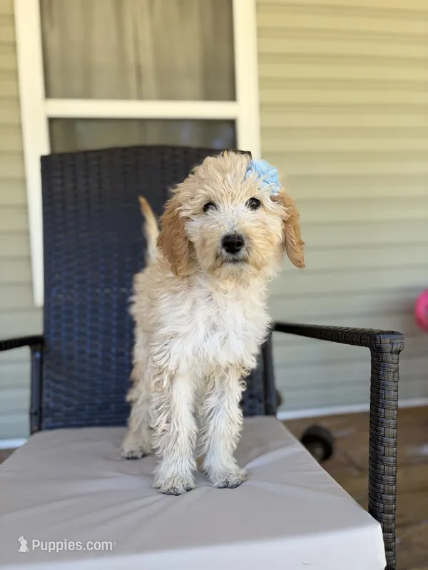 Leslie 0377 – Goldendoodle puppy for sale in Cabool, MO