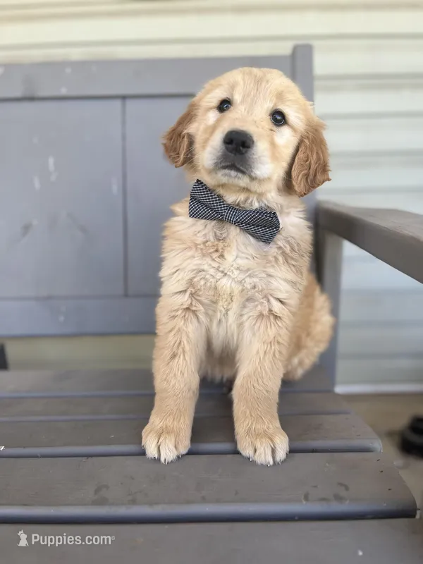 Baxter – Golden Retriever puppy for sale in Cabool, MO