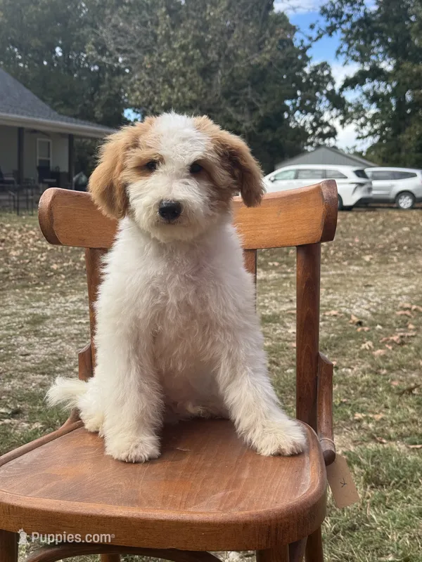 Duke 1574 – Miniature Goldendoodle puppy for sale in Cabool, MO