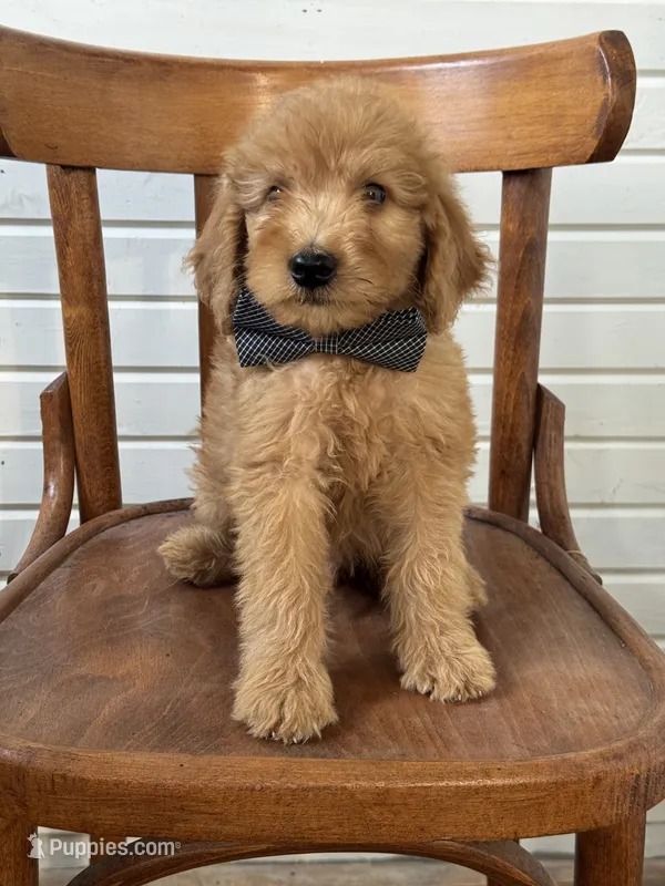 Ace 9003 – Goldendoodle puppy for sale in Cabool, MO
