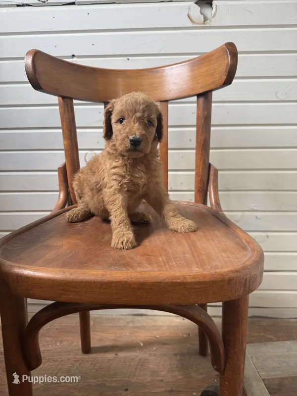 Annie – Goldendoodle puppy for sale in Cabool, MO