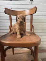 Annie, a female Goldendoodle for sale in Cabool, MO – 1 of 1