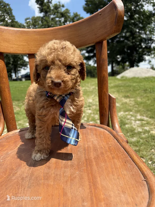 Harmon 5168 – Miniature Aussiedoodle puppy for sale in Cabool, MO