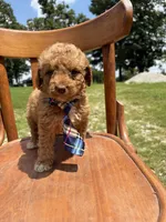 Harmon 5168, a male Miniature Aussiedoodle for sale in Cabool, MO – 1 of 1