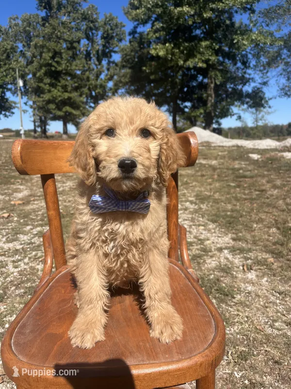 Louis 8388 – Goldendoodle puppy for sale in Cabool, MO