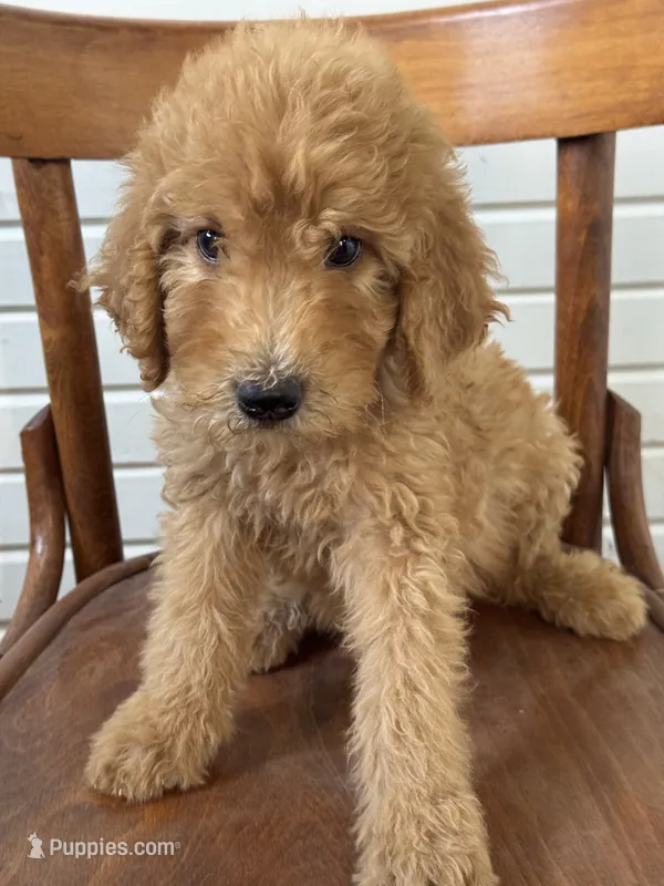 Alex 8124 – Goldendoodle puppy for sale in Cabool, MO