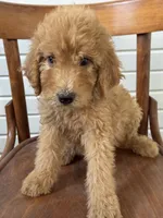 Alex 8124, a male Goldendoodle for sale in Cabool, MO – 4 of 6