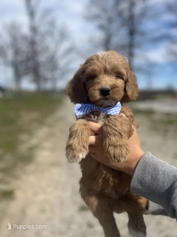 Gunner 1952 – Goldendoodle puppy for sale in Cabool, MO