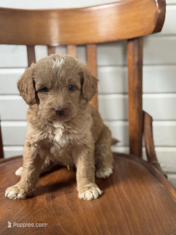 Gunner 1952 – Goldendoodle puppy for sale in Cabool, MO