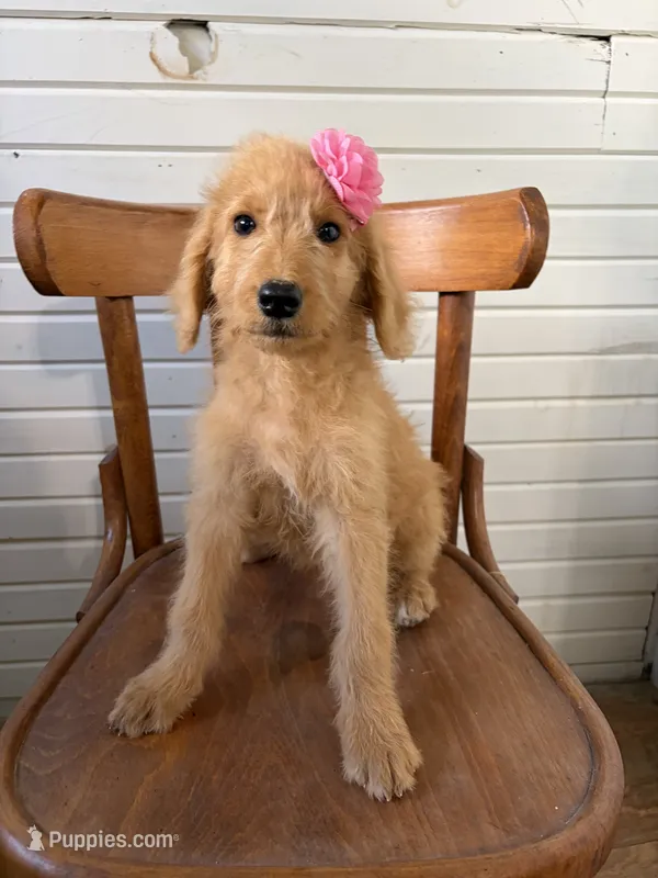 Abby 0058 – Goldendoodle puppy for sale in Cabool, MO