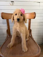 Abby 0058, a female Goldendoodle for sale in Cabool, MO – 3 of 7