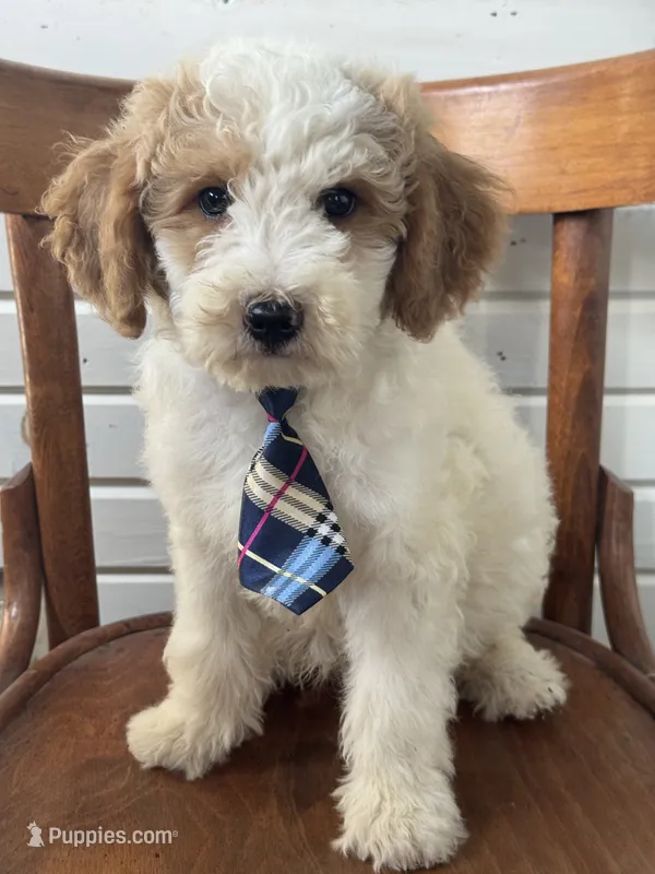 Duke 1574 – Miniature Goldendoodle puppy for sale in Cabool, MO