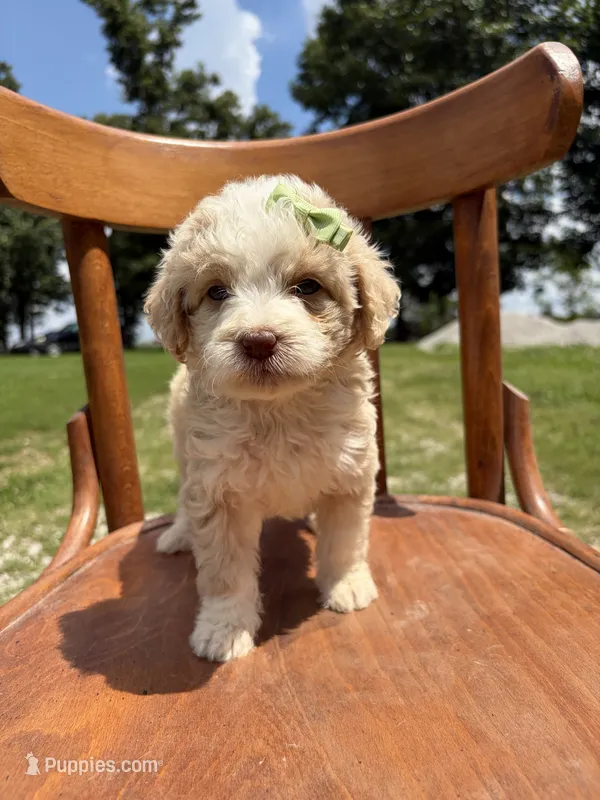 Hannah 6263 – Miniature Aussiedoodle puppy for sale in Cabool, MO