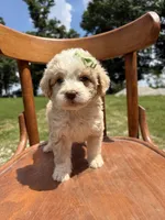 Hannah 6263, a female Miniature Aussiedoodle for sale in Cabool, MO – 1 of 1