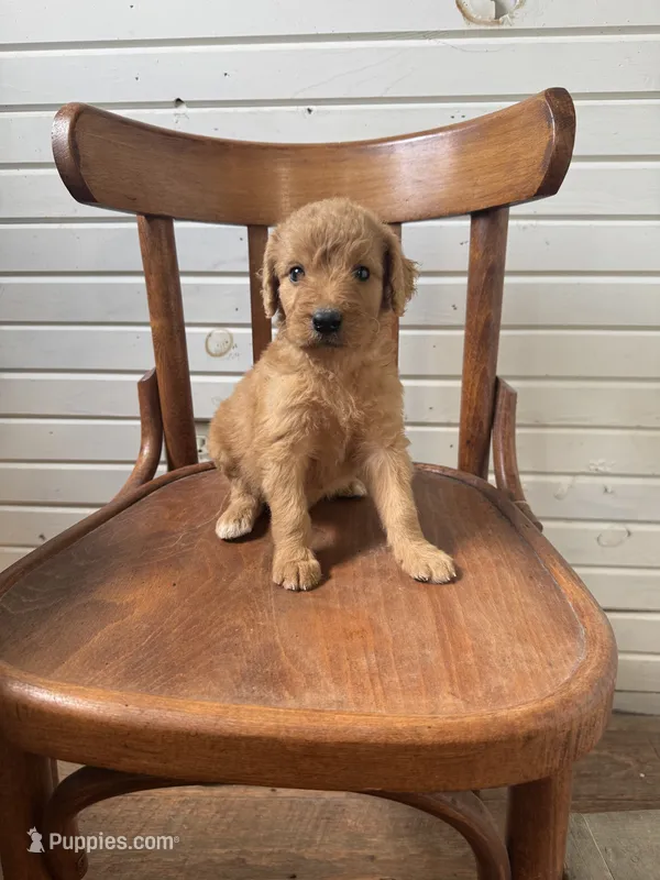 Abby 0058 – Goldendoodle puppy for sale in Cabool, MO