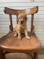 Abby 0058, a female Goldendoodle for sale in Cabool, MO – 1 of 1