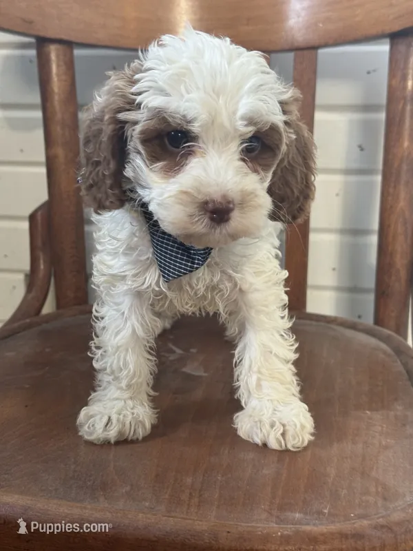 Scooter – Cavapoo puppy for sale in Cabool, MO