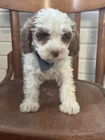Scooter, a male Cavapoo for sale in Cabool, MO – 1 of 1