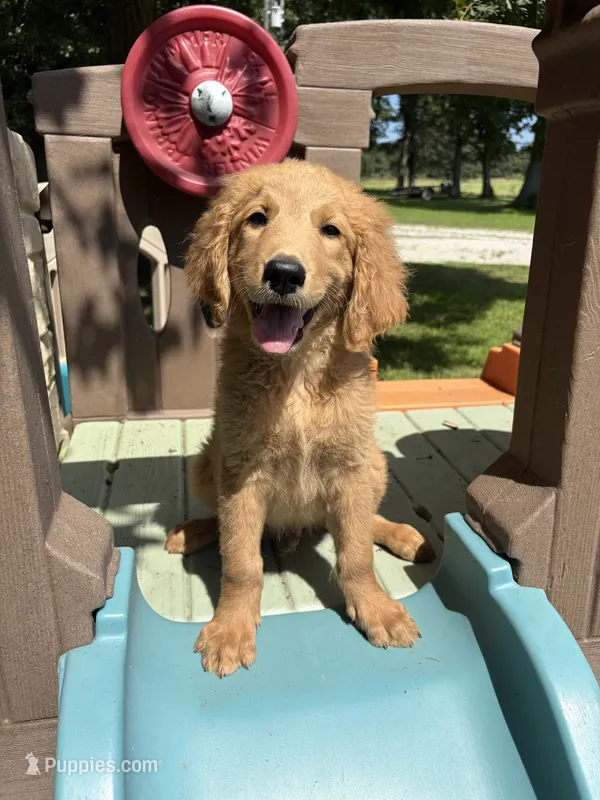 Bailey 0212 – Goldendoodle puppy for sale in Cabool, MO