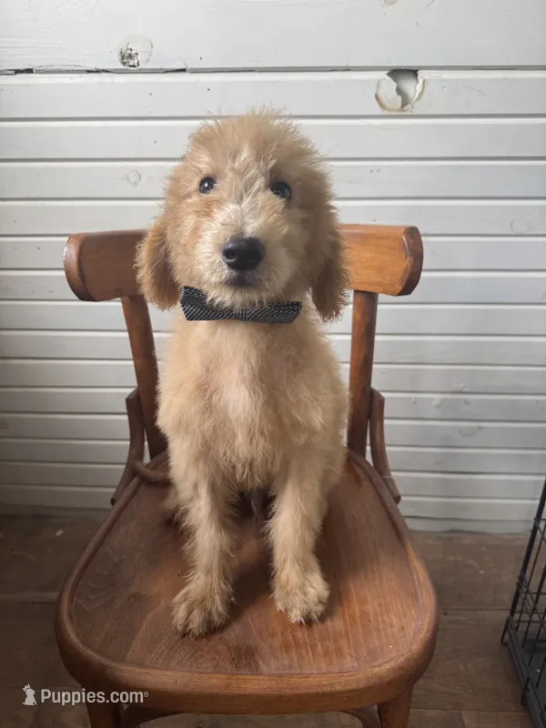 Alex 8124 – Goldendoodle puppy for sale in Cabool, MO