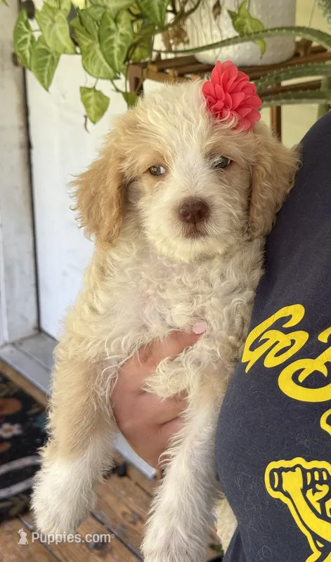 Hannah 6263 – Miniature Aussiedoodle puppy for sale in Cabool, MO