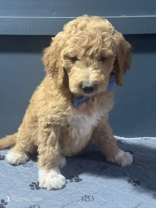 Lyle 0234 – Goldendoodle puppy for sale in Cabool, MO