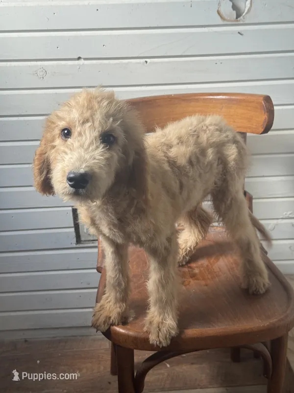 Alex 8124 – Goldendoodle puppy for sale in Cabool, MO