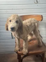 Alex 8124, a male Goldendoodle for sale in Cabool, MO – 1 of 1