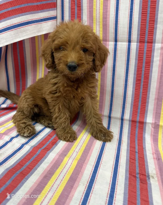 Paisley 8684 – Goldendoodle puppy for sale in Cabool, MO