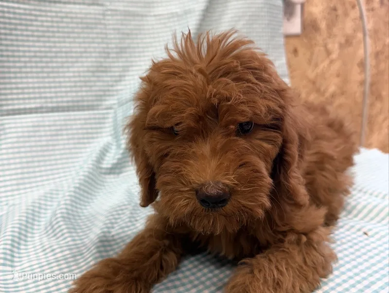 Paxton 8882 – Goldendoodle puppy for sale in Cabool, MO