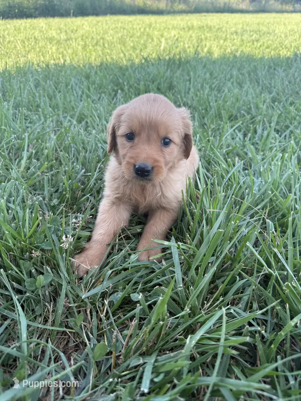 Jane pink – Golden Retriever puppy for sale in Cabool, MO