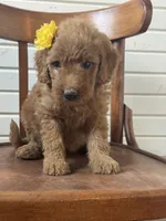 Annie 8341, a female Goldendoodle for sale in Cabool, MO – 1 of 2